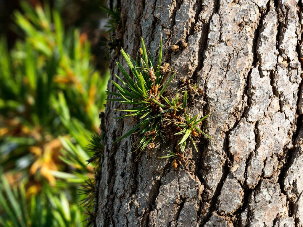 “Guardians of the Grove: Essential Insights for Manatee Residents on Bark Beetle Management”
